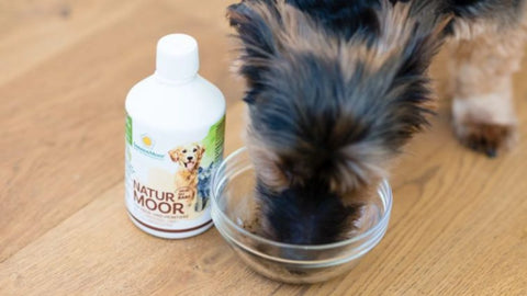 4 tierisch gute Hundetipps für den Winter - SonnenMoor