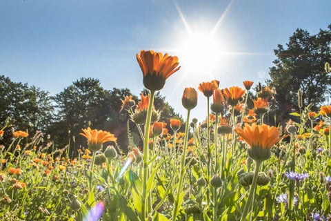 Unsere SonnenMoor Blumenwiese ist ein Fest für die Sinne! - SonnenMoor