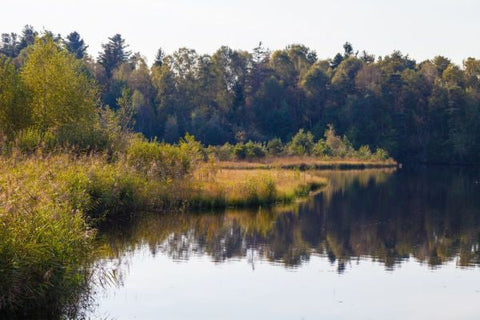 Das Moor zum Trinken besteht aus 350 Kräutern - SonnenMoor