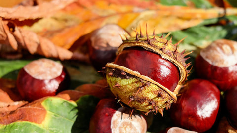 Die Rosskastanie - wertvolle Frucht des Kastanienbaumes - SonnenMoor