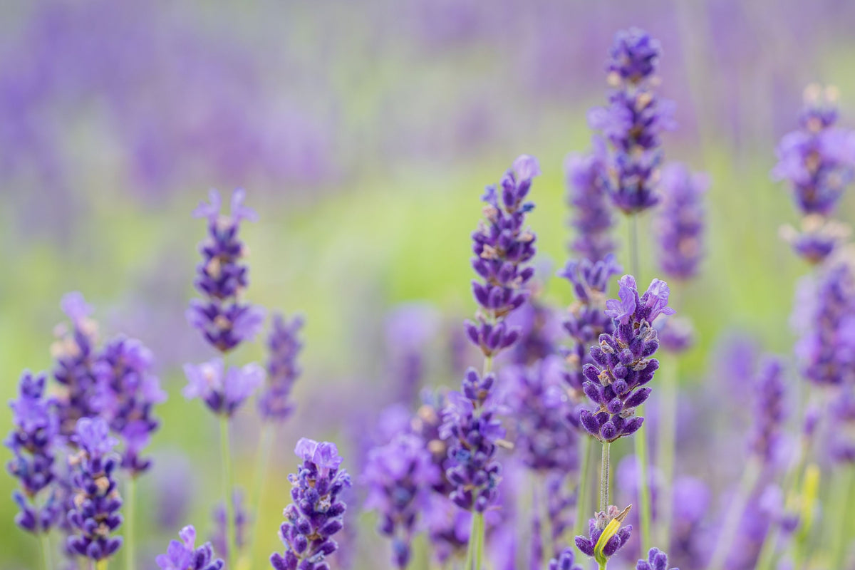 Lavendel