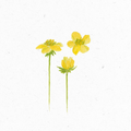 Anserine_Illustration