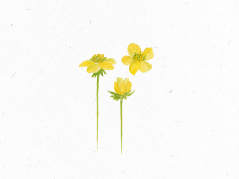 Anserine_Illustration