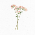 Baldrian_Illustration