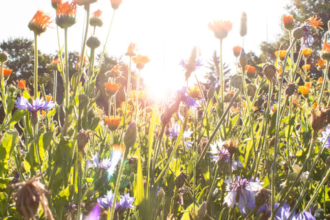 Blumenwiese
