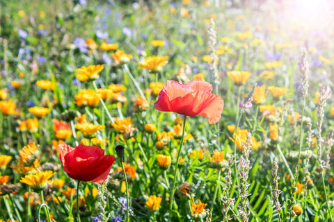 Blumenwiese_Mohn