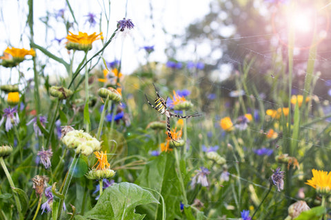 Blumenwiese_mit_Spinnennetz