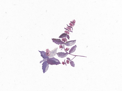 Brennnessel_Illustration