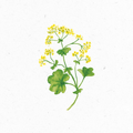 Frauenmantel_Illustration