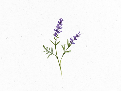 Lavendel