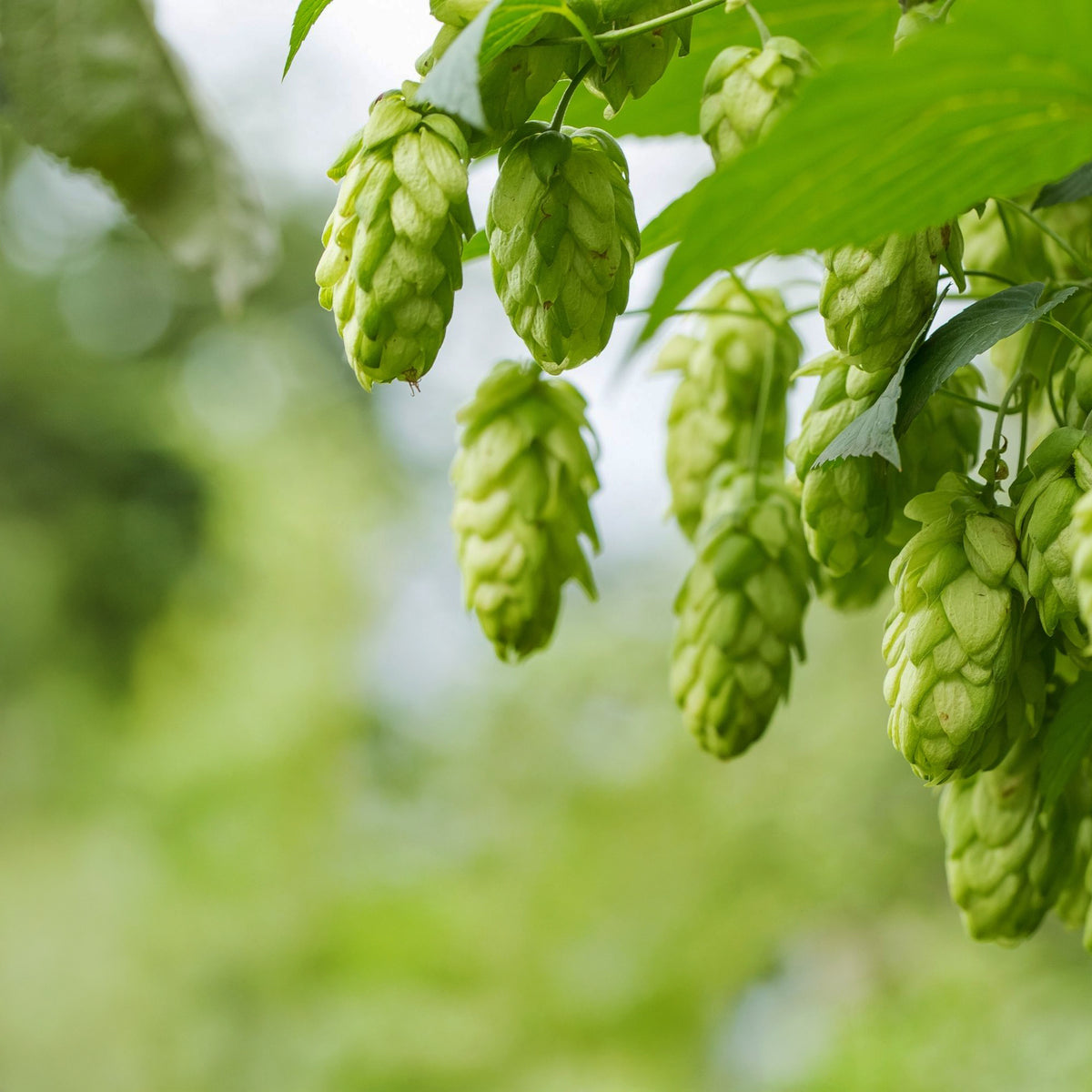 Hopfen