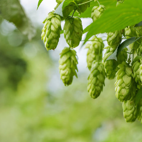 Hopfen