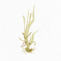 Kalmuswurzel_Illustration