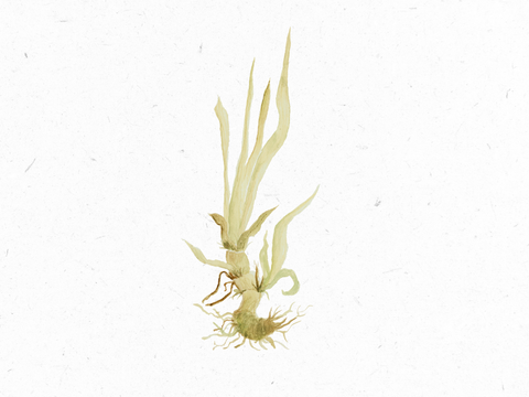 Kalmuswurzel_Illustration