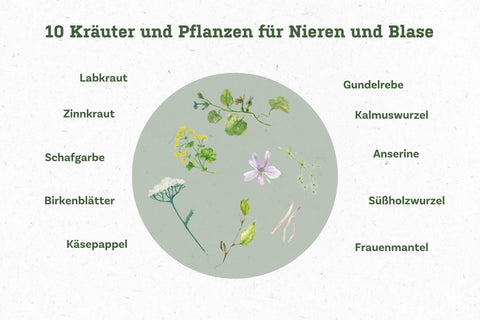 Kraeuter_Niermison_Aufzaehlung