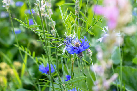 Kornblumen