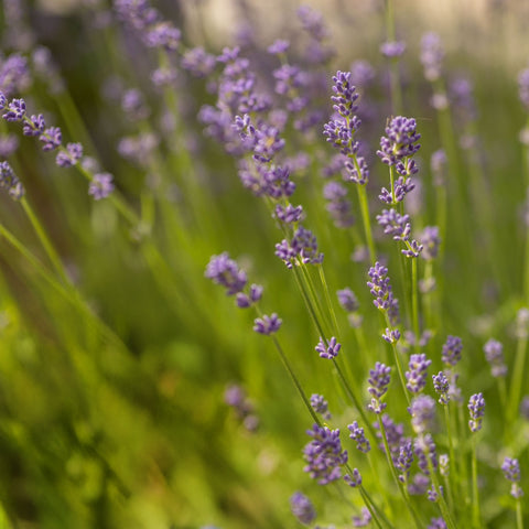 Lavendel