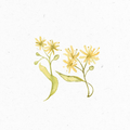 Lindenblueten_Illustration