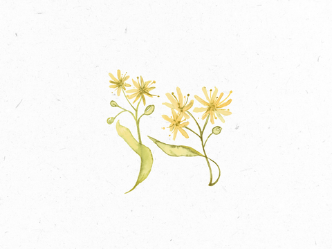 Lindenblueten_Illustration