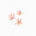 Malve_Illustration