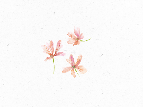 Malve_Illustration