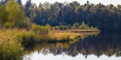 Moorlandschaft
