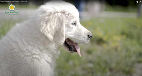 Heilmoor für Hunde für Darmsanierung