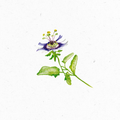 Passionsblume