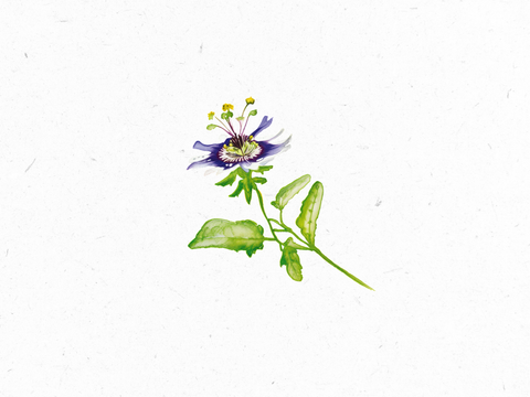 Passionsblume