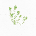 Quendel_Illustration
