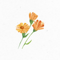Ringelblume_Illustration