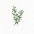 Rosmarin_Illustration