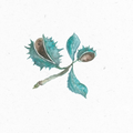 Rosskastanie_Illustration