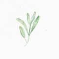 Salbei_Illustration