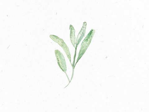 Salbei_Illustration