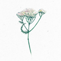 Schafgarbe_Illustration