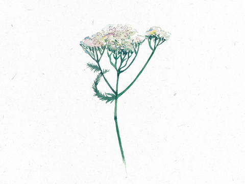 Schafgarbe_Illustration