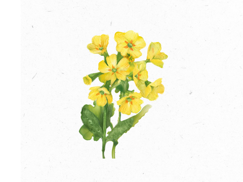 Schluesselblume_Illustration