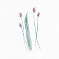 Spitzwegerich_Illustration