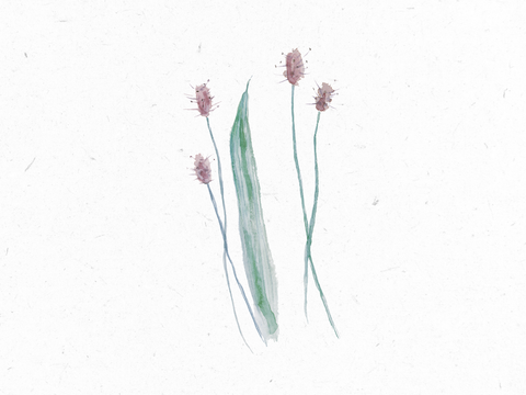 Spitzwegerich_Illustration