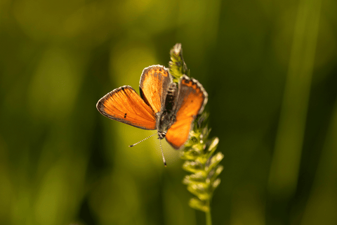 Schmetterling auf Blume