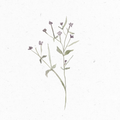 Weidenroeschen_Illustration