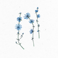 Zicchorie_Illustration