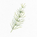 Zinnkraut_Illustration