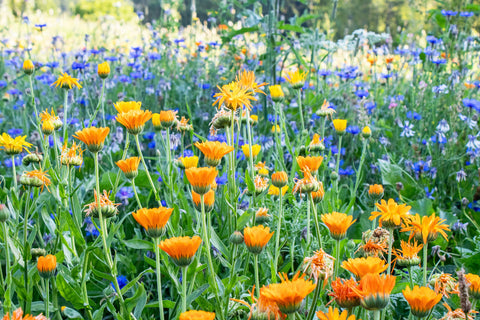 Blumenwiese mit Ringelblumen