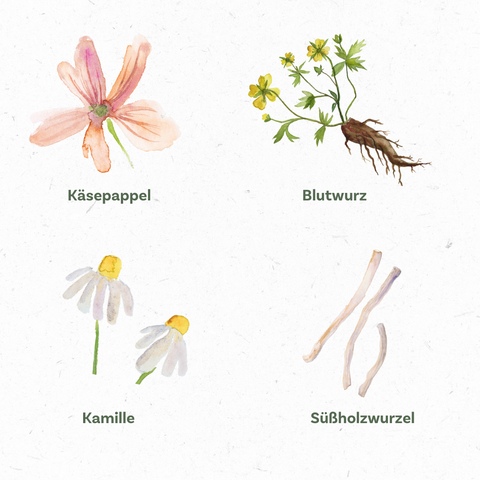 vier_Kraeuter_fuer_die_mundflora